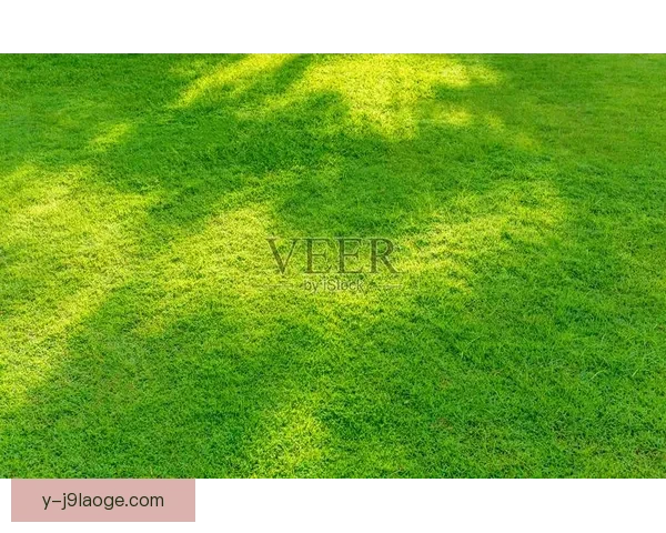 云达不莱梅宣布提升球场新能源占比 力争打造绿色足球场馆 云达不莱梅宣布提升球场新能源占比 力争打造绿色足球场馆